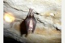 Message To Villagers Think of Bats And Turn Your Outside Lights Off...