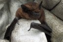 Midge-munching common pipistrelle bat on the rise