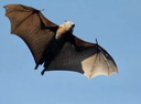 New long-fingered bat species discovered in India, Sri Lanka, says research team