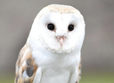'New nest box scheme: Barn owls 'pay their keep' by eating rodents"