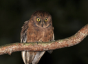 New Species of Scops-Owl Discovered On Príncipe Island.