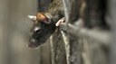 NYC Rats Carry Bubonic Plague-transmitting Fleas - Study