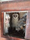 On Raptors and Rodents: Research Seeks Symbiosis for Farmers and Owls
