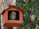 Owl boxes demystified