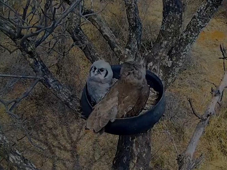 Owl Cam 2020-09-16.jpg