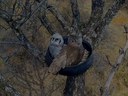 Owl Cam 2020-09-16.jpg