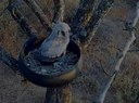 Owl Cam 2020-09-16 at 16.11.59 (2).jpg
