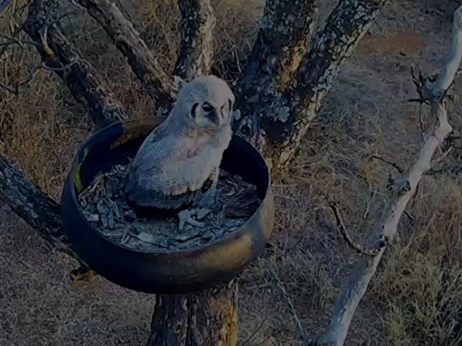 Owl Cam 2020-09-16 at 16.11.59 (2).jpg