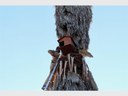 Owl family finds home in Birchleigh
