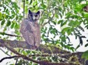 Owl unseen for 150 years has been photographed in the wild for the first time