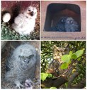 Spotted Eagle Owls – They grow up so fast