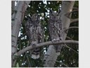 Spotted Eagle Owls: Keep the romance alive