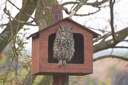 Spotted Eagle Owls new start