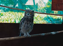 St Andrew's School for Girls releases Spotted Eagle Owlets
