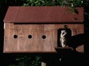 Starke Ayres - Creating a safe haven for owls