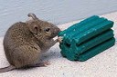 Sterilisation Deaths: Lab Tests Confirm Rat Poison