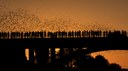 Stop Publishing Fake News About Bats