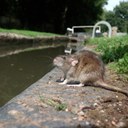 "Super-Toxic" Rat Poison Sale Banned in California to Protect Wildlife