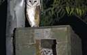 Syrian boy catches Israeli barn owl and sets it free