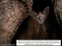 The Social Language of Bats