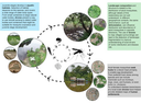"The use of drones for mosquito surveillance and control"
