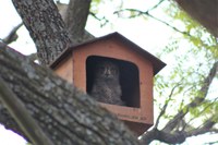 Owl Box Location