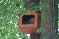 Owl Box Occupancy