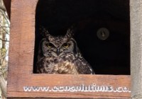 Plastic vs Wooden Owl Boxes