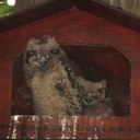 Spotted Eagle Owls (Bubo africanus)