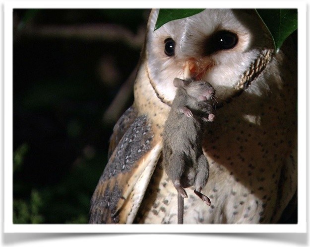 Barn owl