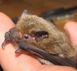 Cape Serotine Bat