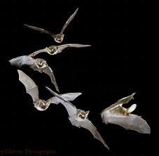 Bats