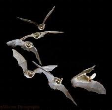 Bats
