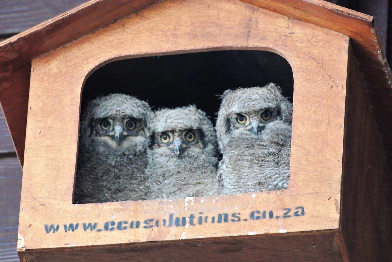 Waterfall Owlets