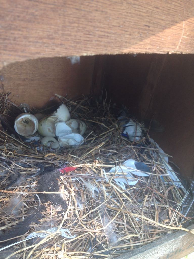 Unserv - Egg shells and litter