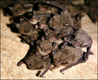Bats