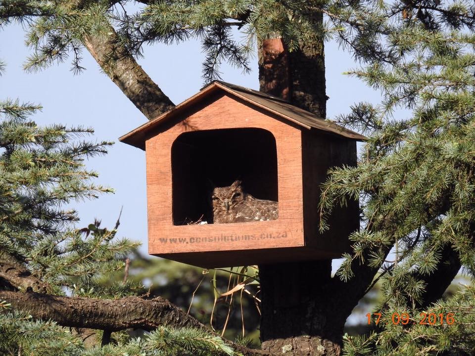 Owl Box Loc, Ori, Occ