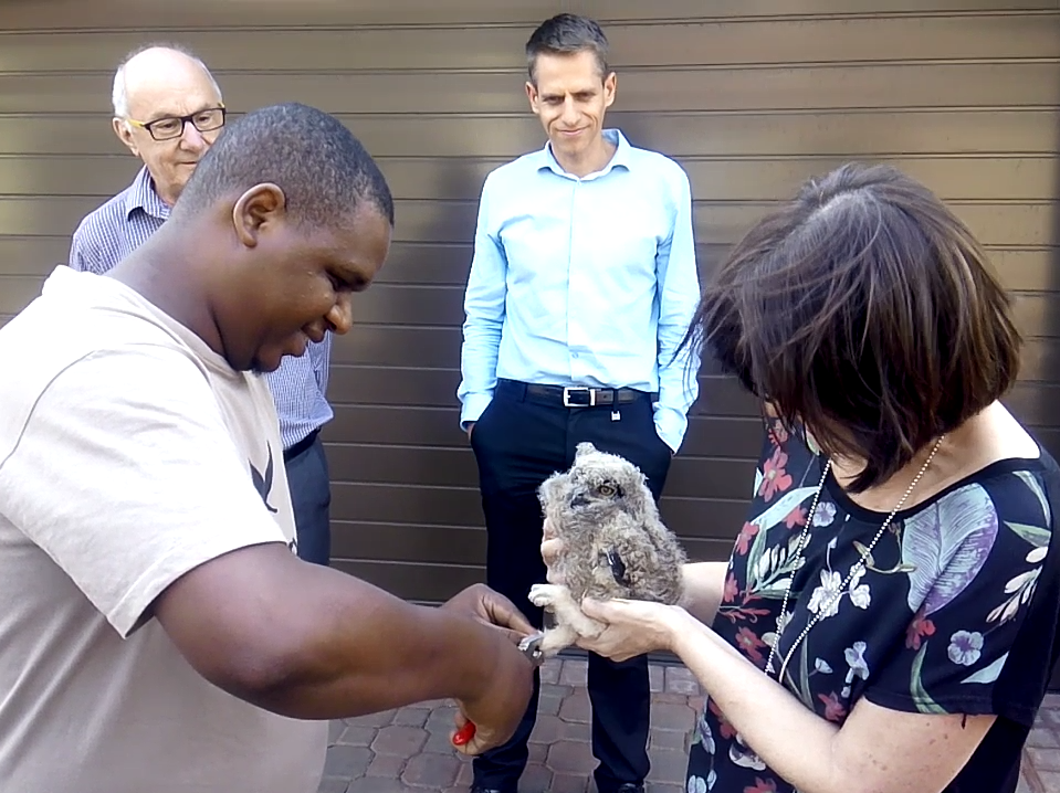 Owl ringing Jenny4