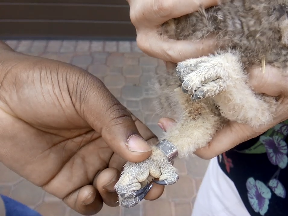 Owl ringing Jenny2