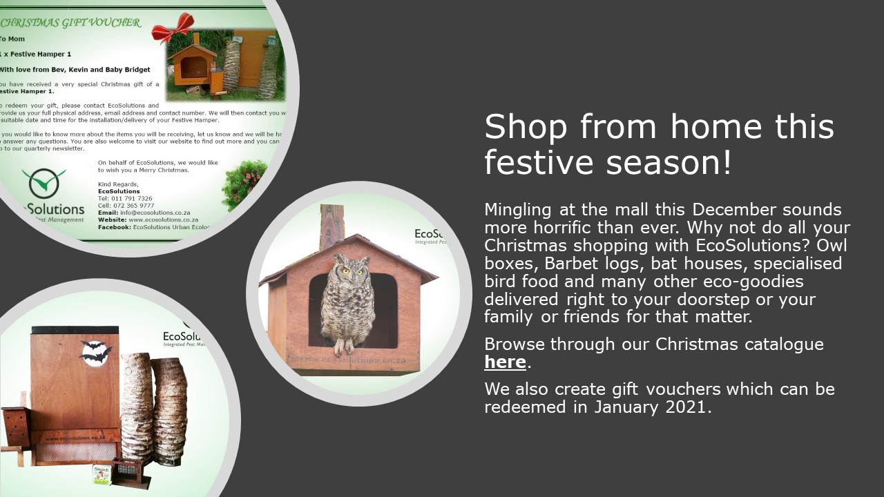 Newletter Christmas 2020 slide 2.JPG