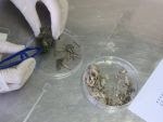 Pellet dissection demo close up