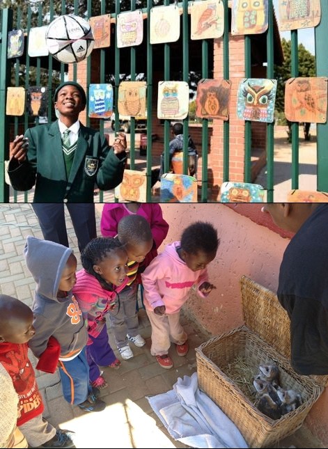 NL' ALex Owl day2-vert