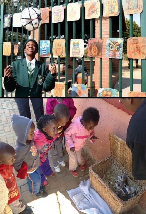 NL' ALex Owl day2-vert2