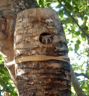 Barbet log, bush baby