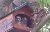 Occupied Owl Box3