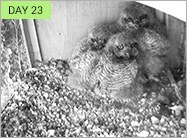 day 23