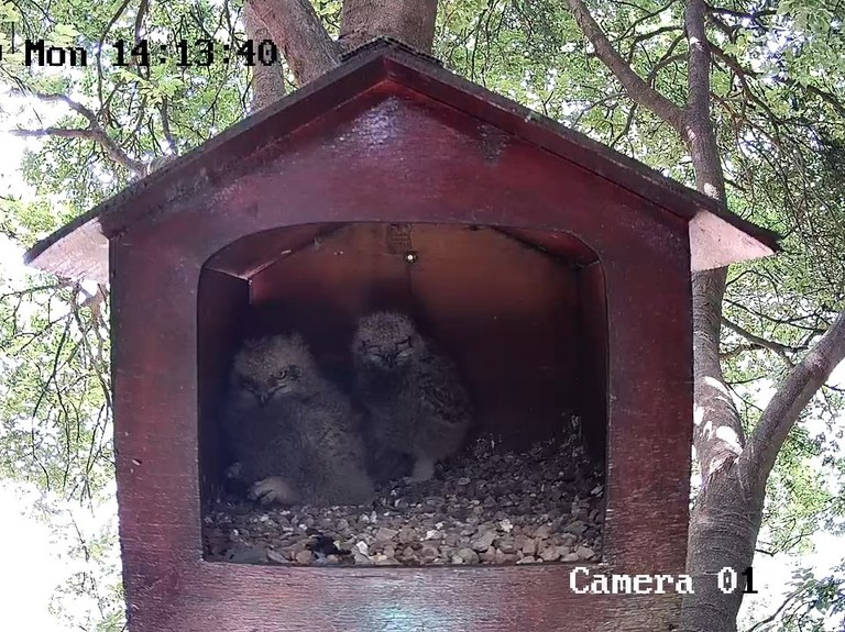 Owl Cam Maggie Lindsay 3/4