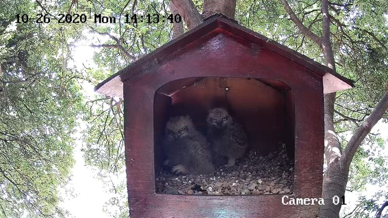 Owl Cam Maggie Lindsey