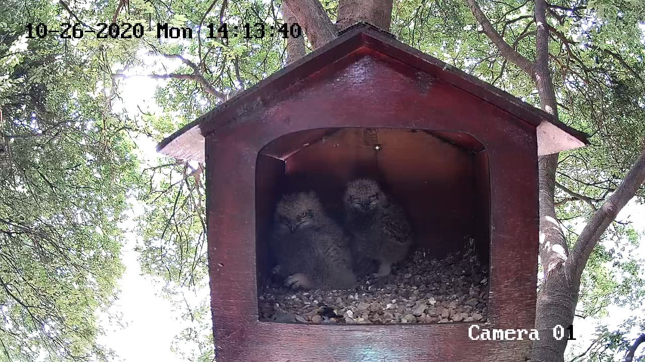 Owl Cam Maggie Lindsey