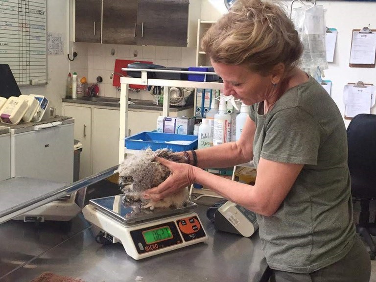 stratford gardens owls5